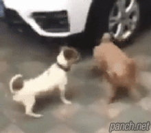 뜬금포 탱고.gif