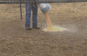 멧돼지 일망타진 트랩.gif