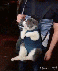 집사를 위한 아이템.gif