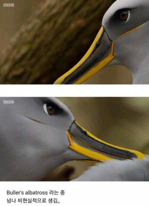 새가 나보다 잘....jpg