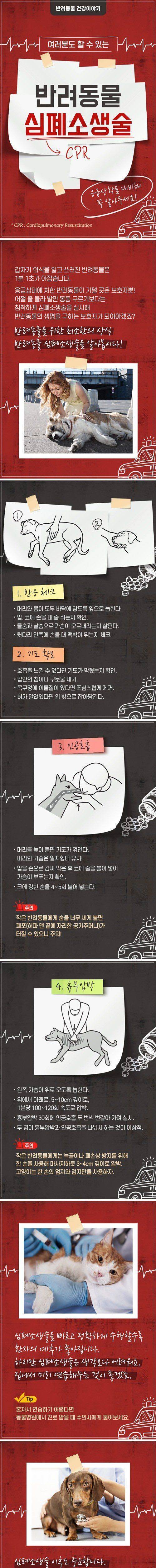 반려동물 심폐소생술.jpg