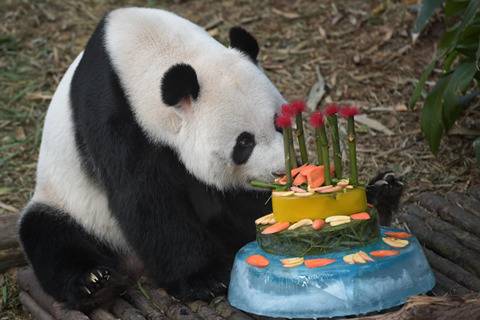 생일케이크 받는 판다곰들.jpg