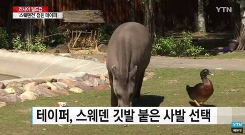 월드컵 새 점쟁이.jpg