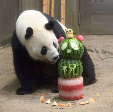 생일케이크 받는 판다곰들.jpg