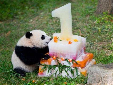 생일케이크 받는 판다곰들.jpg