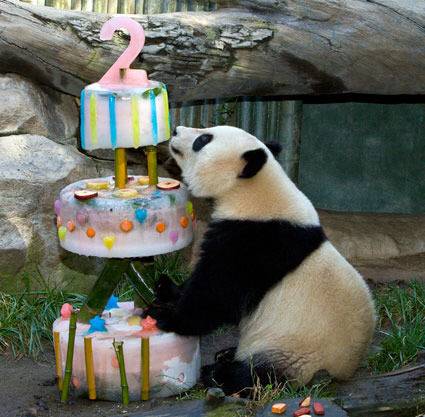 생일케이크 받는 판다곰들.jpg