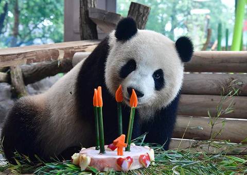 생일케이크 받는 판다곰들.jpg