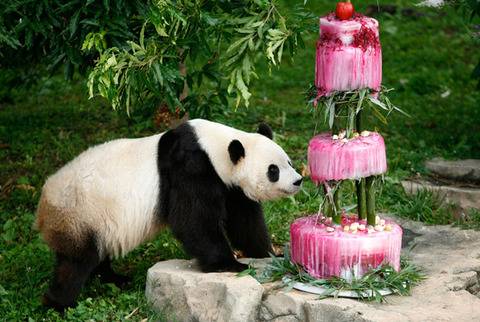 생일케이크 받는 판다곰들.jpg