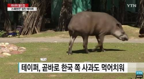 월드컵 새 점쟁이.jpg