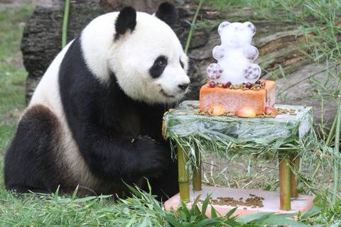 생일케이크 받는 판다곰들.jpg