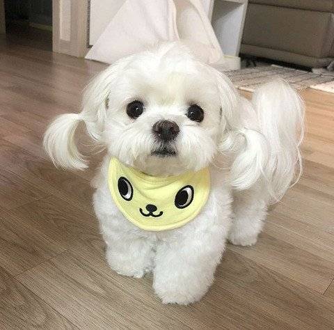 묶은거 푼거 어떤게 이뻐??.jpg