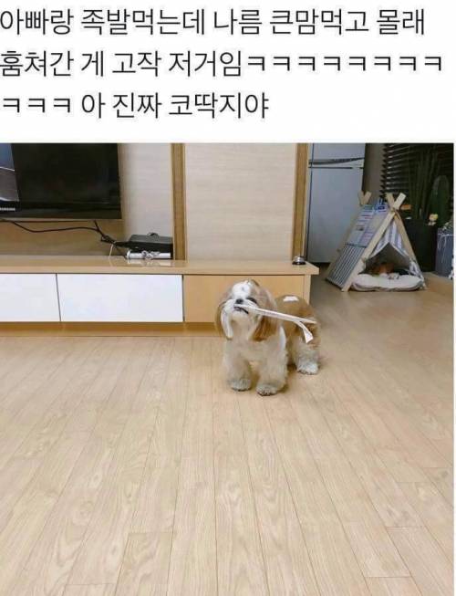 큰맘먹고 훔친 댕댕이.jpg
