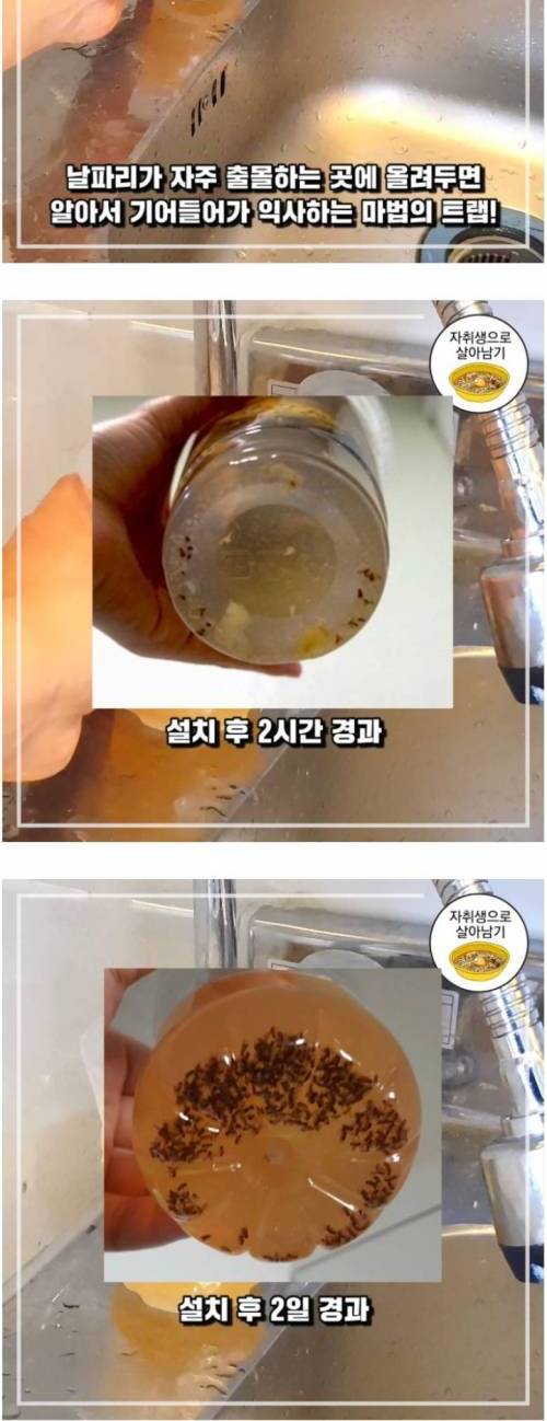 초강력 초파리트랩 만들기.jpg