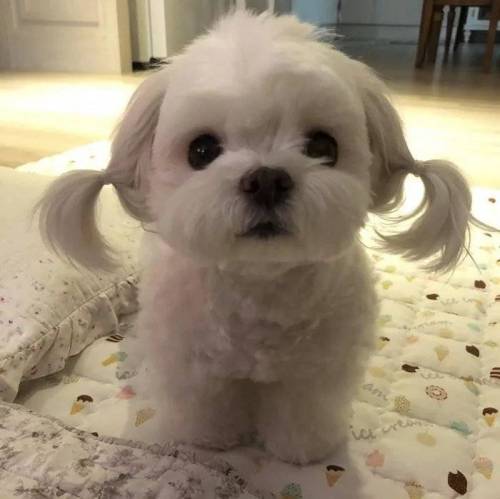 양갈래머리 귀엽게 묶는 법.jpg