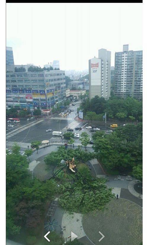 수원 530년된 나무 근황.jpg