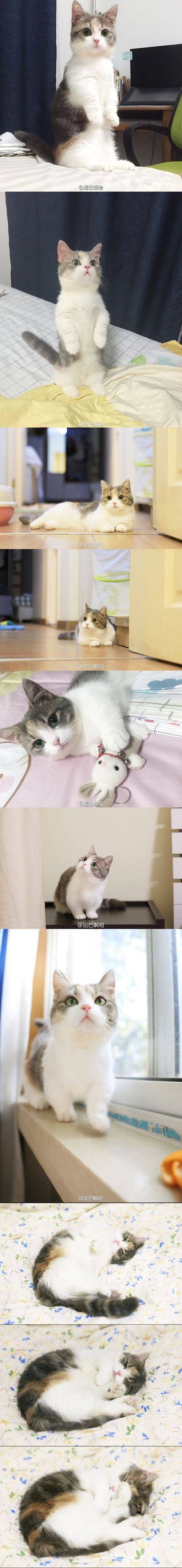 돈을 아껴써야 해요 고양이 근황.jpg