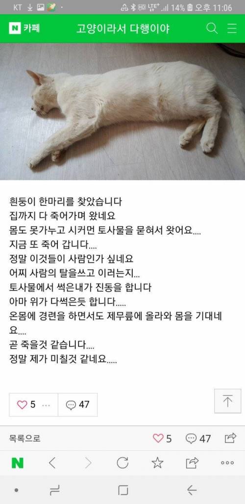 후원 받은 사료 줬다가 고양이 사망