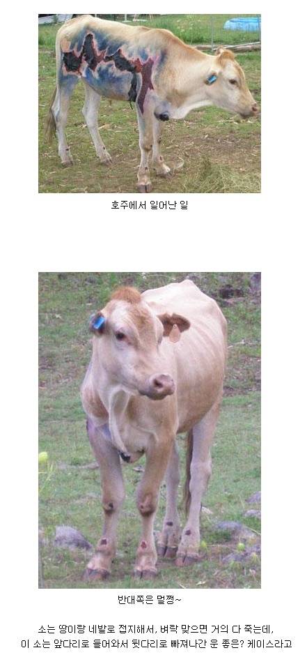 벼락 맞고도 살아난 소.jpg