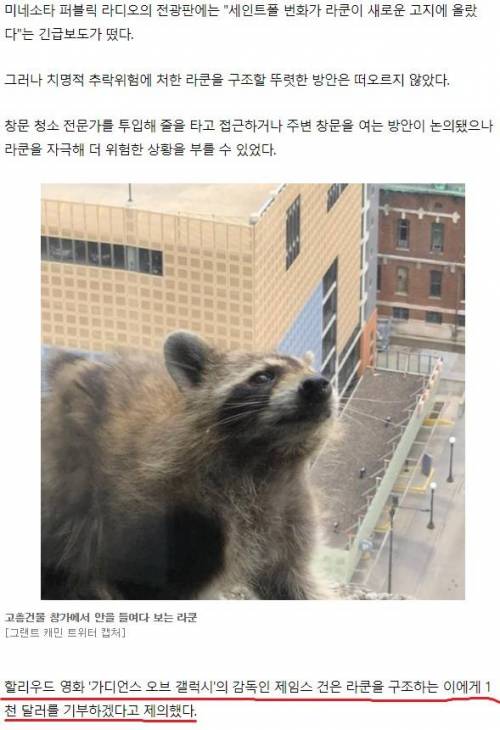 빌딩 오른 라쿤의 숨겨진 이야기.jpg