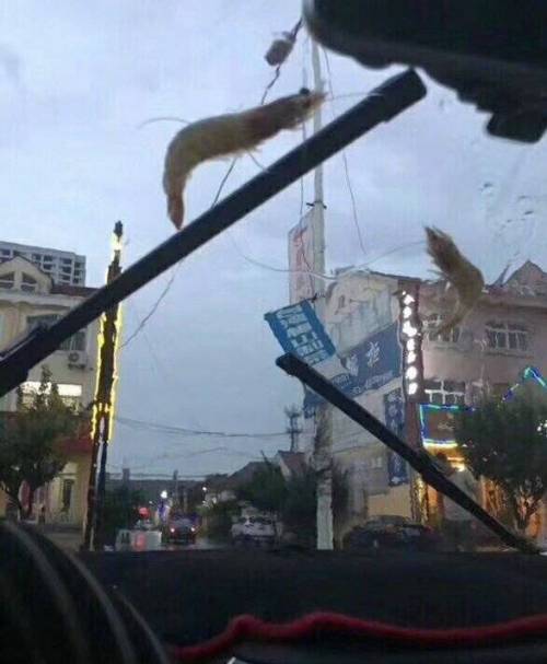 칭다오 폭우상황.jpg