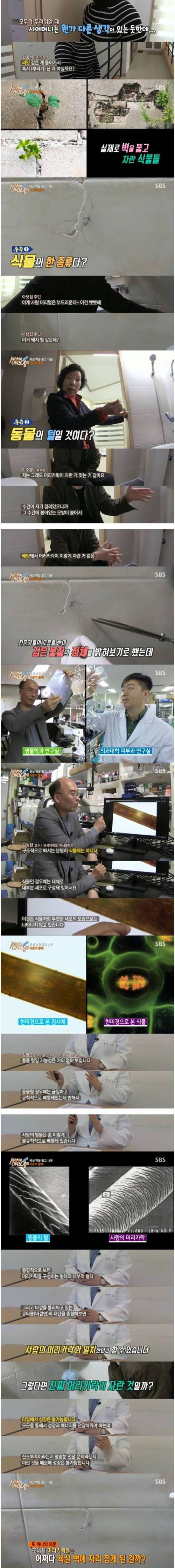 [스압]욕실 벽에 낀 의문의 머리카락.gif