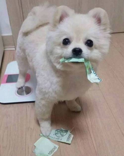귀여운 댕댕이.jpg