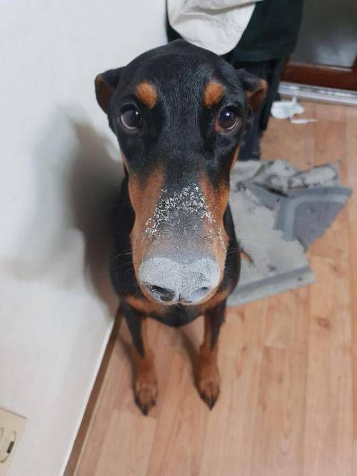 대체 누가 고양이 똥을 파헤쳐놓은 거야?.jpg