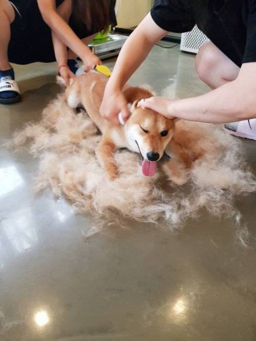 시바 앞에서 털갈이를 논하지마라.jpg