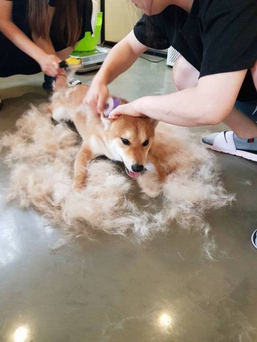 시바 앞에서 털갈이를 논하지마라.jpg