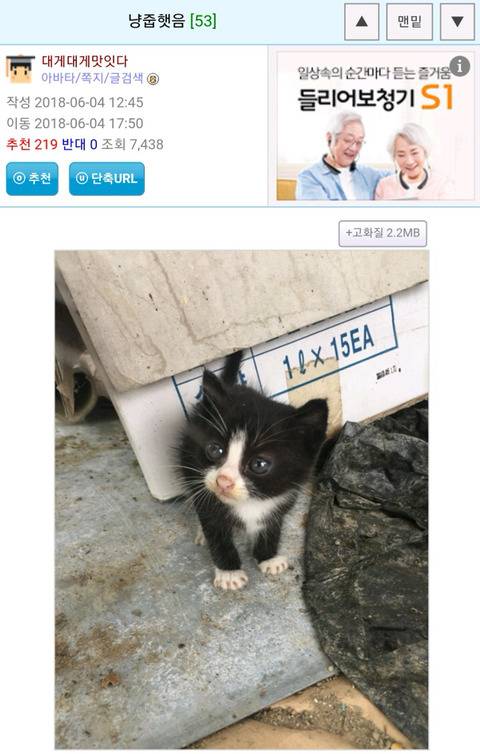 고양이 집에 입양된 사람.jpg