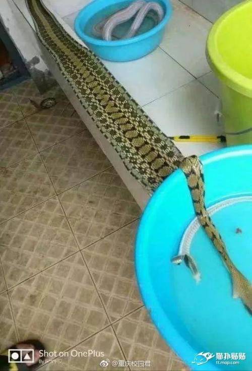 [뱀주의]중국 대학 기숙사에 쳐들어온 뱀의 말로.jpg