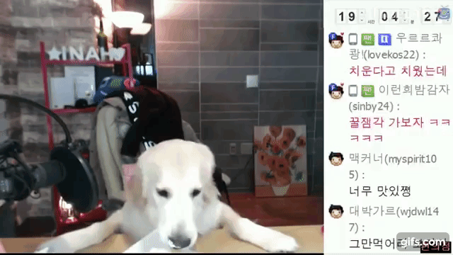 요즘 떠오르는 강아지 먹방.gif