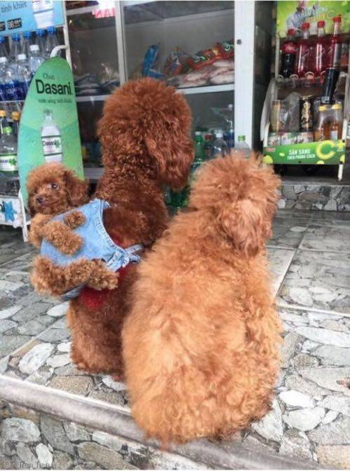 아기 댕댕이 업고 다니는 푸들 부부.jpg