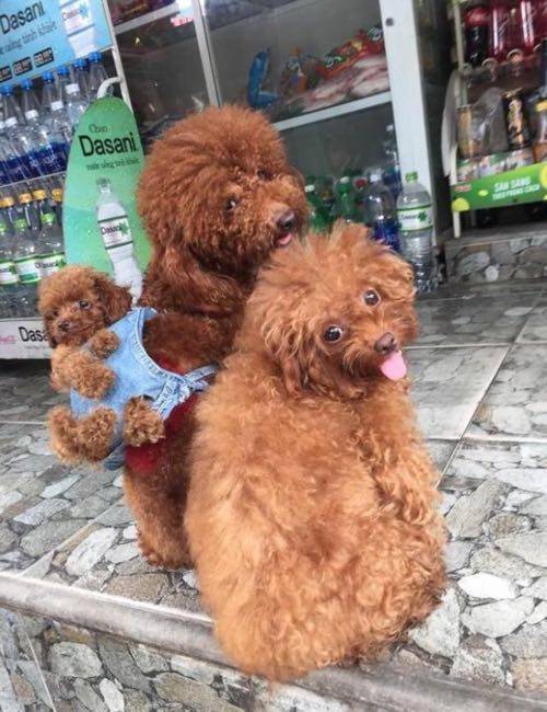 아기 댕댕이 업고 다니는 푸들 부부.jpg