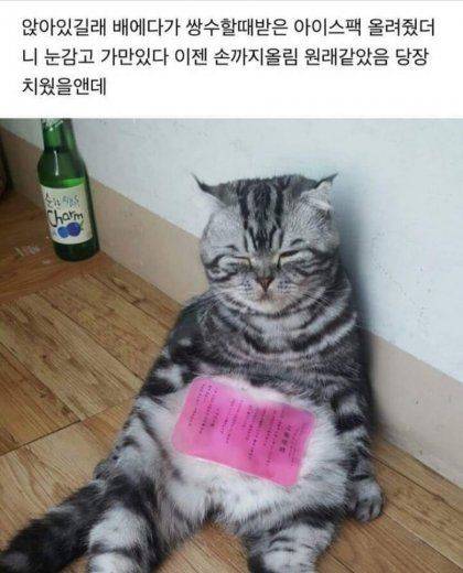 폭염에 아이스팩이 필요한 이유.jpg