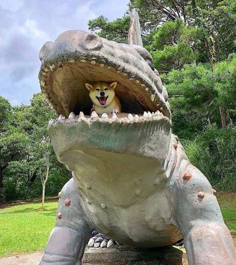 악어한테 잡아 먹히는 불쌍한 강아지.jpg