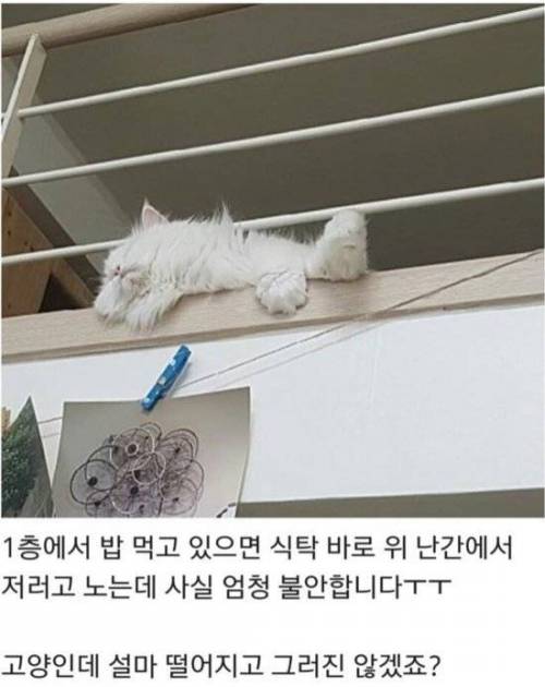 고양이가 걱정인 사람.jpg
