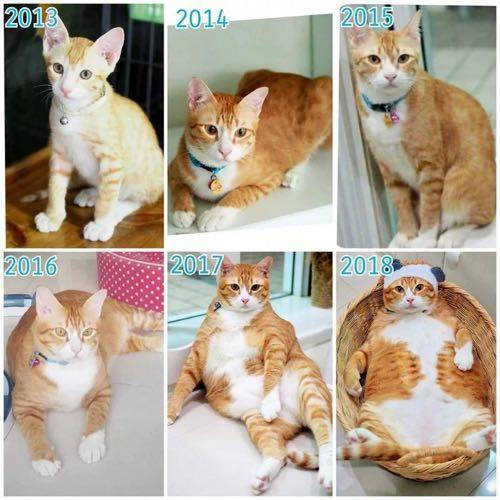 동물 확대범이 또.jpg