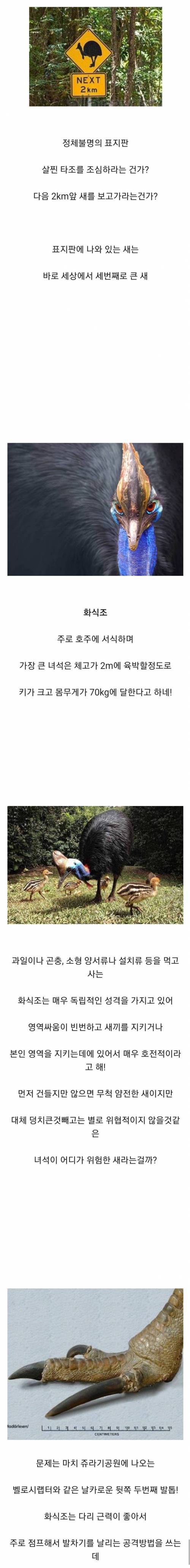 호주 깡패.jpg