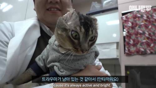 사람이 불붙여서 전신화상입은 고양이.jpg