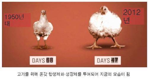 닭의 진화.jpg