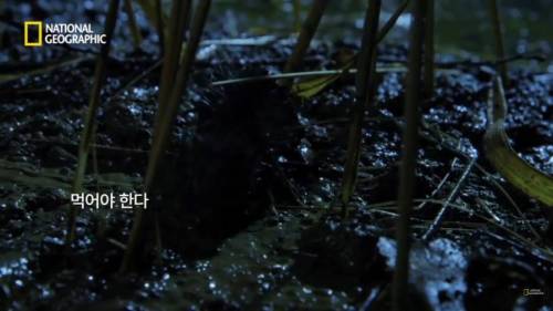 3시간만에 음식을 먹지 않으면 죽는 동물.jpg