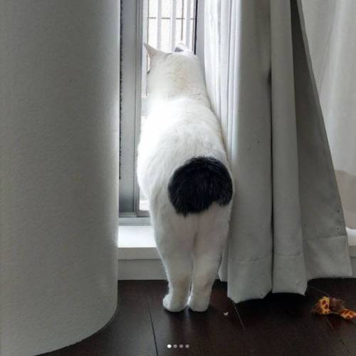 엉덩이가 까만 야옹이.jpg