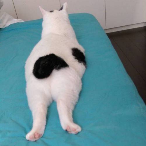 엉덩이가 까만 야옹이.jpg