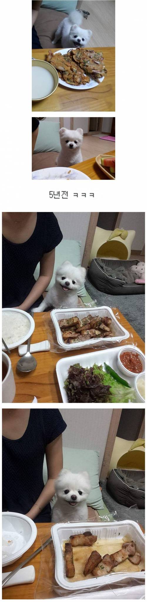 5년을 학습해도 못고치는 댕댕이.jpg