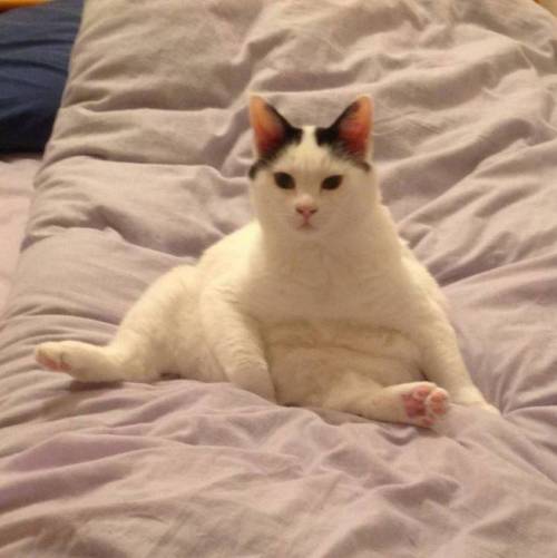 엉덩이가 까만 야옹이.jpg