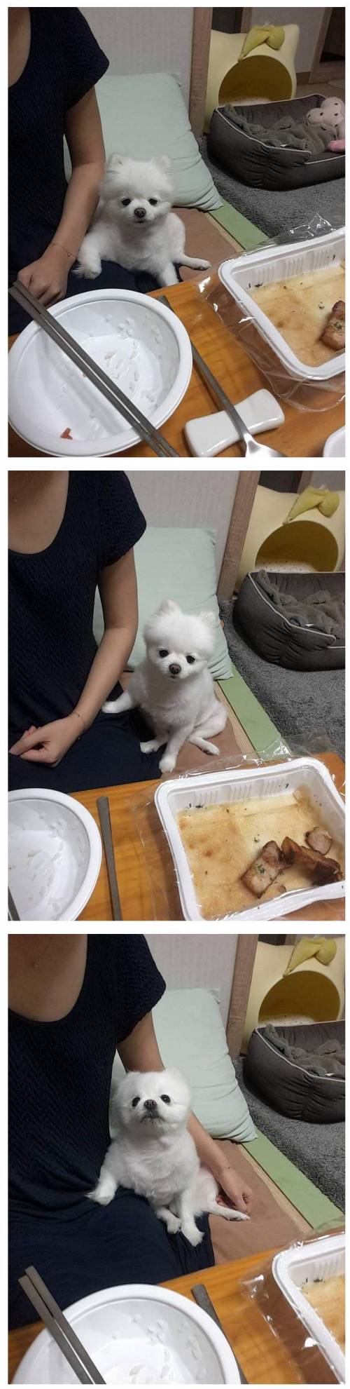 5년을 학습해도 못고치는 댕댕이.jpg