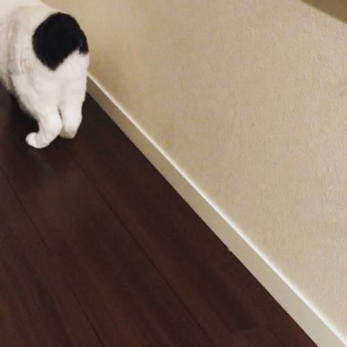 엉덩이가 까만 야옹이.jpg
