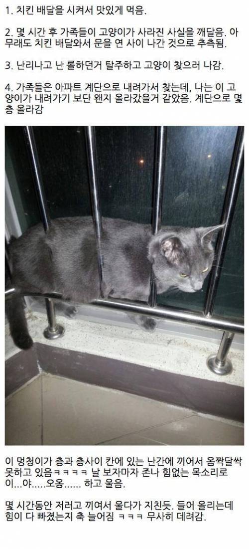 고양이 잃어버릴 뻔한 썰.jpg