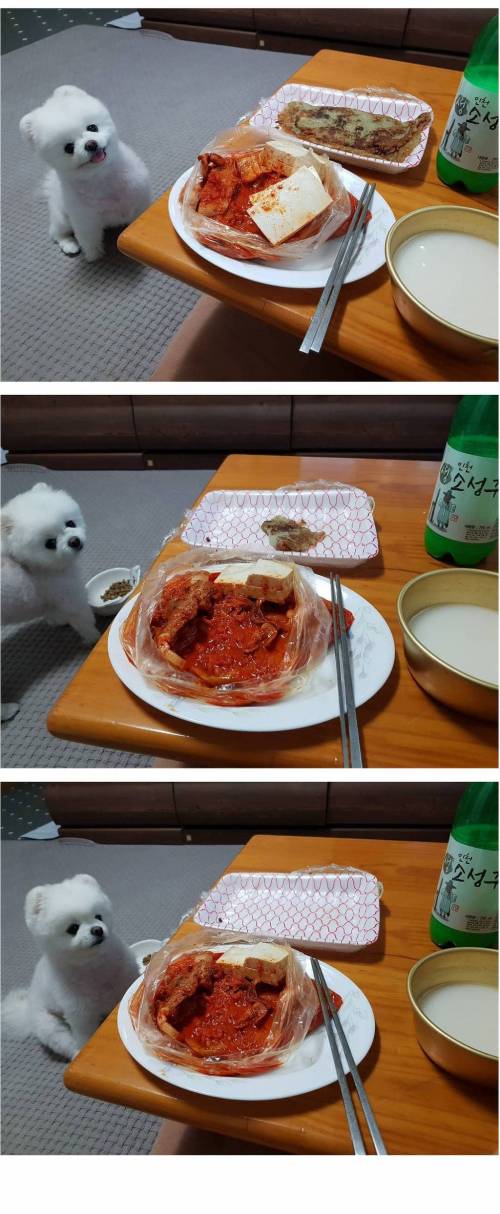5년을 학습해도 못고치는 댕댕이.jpg
